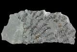 Pennsylvanian Fossil Fern (Sphenopteris) Plate - Alabama #123438-1